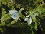 Lille Klsommerfugl - Pieris rapae