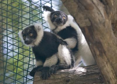 Black and White Ruffed Lemurs