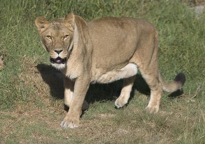 Kali