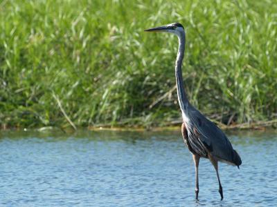 Great Blue Heron