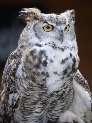 great horned1.jpg