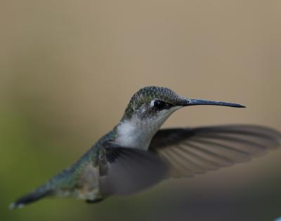 little hummer 2.