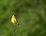 Goldfinch