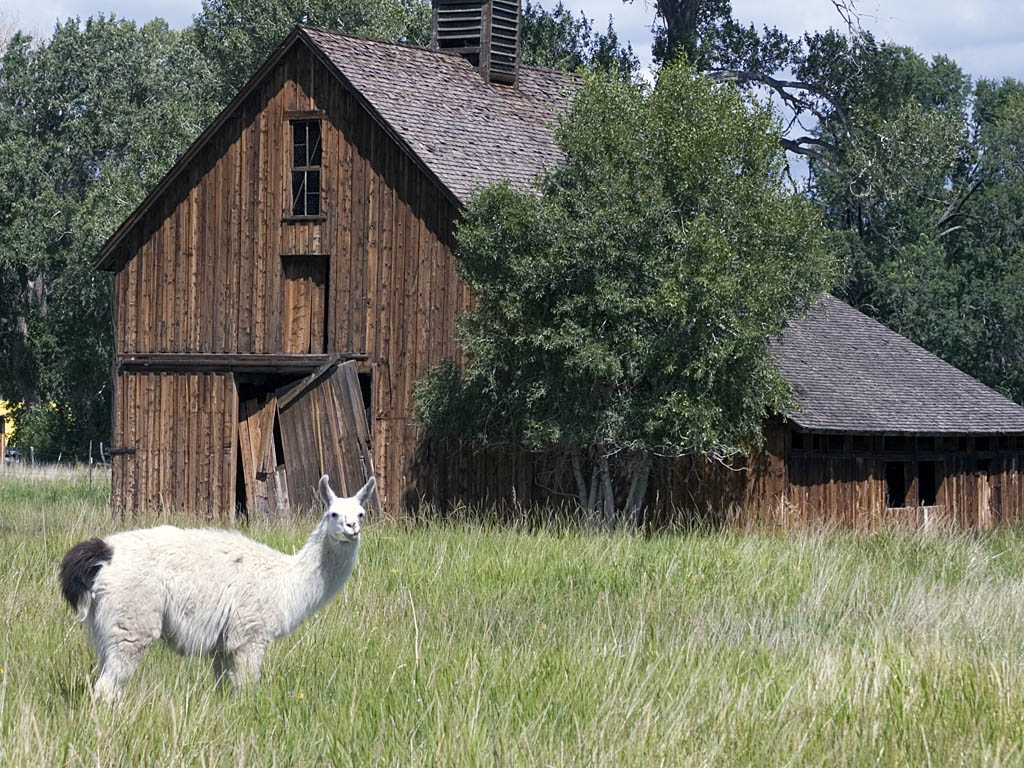 Llamentable Barn