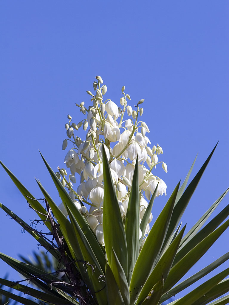 The Bloom