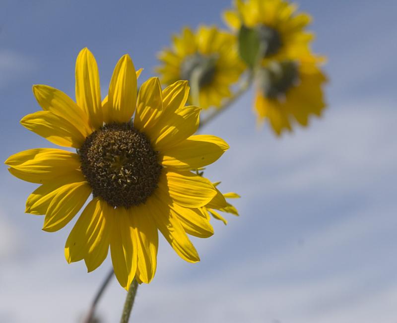 The Sunflowers