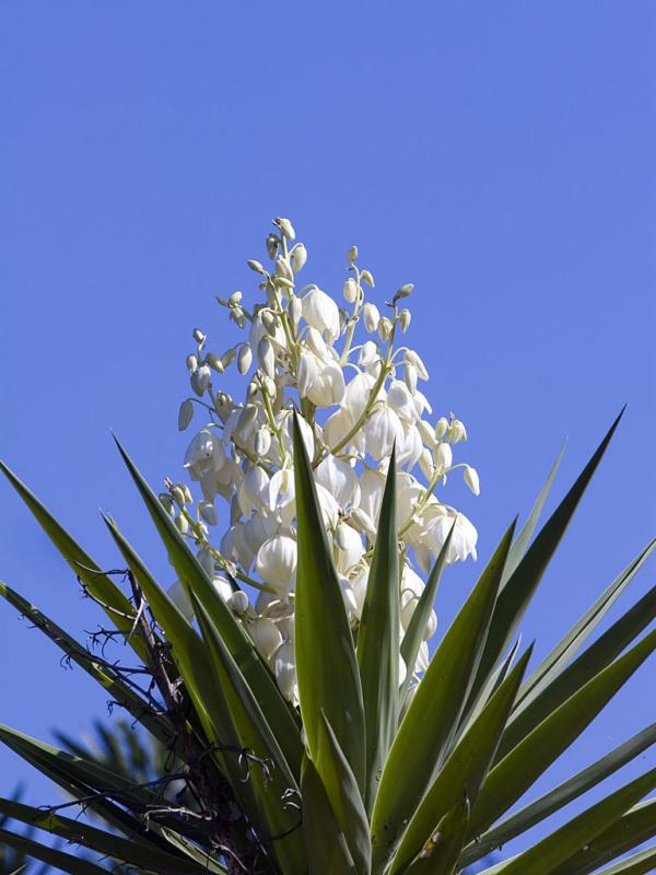 The Bloom