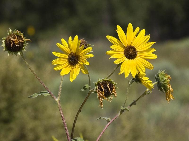 Fading Sunflowers