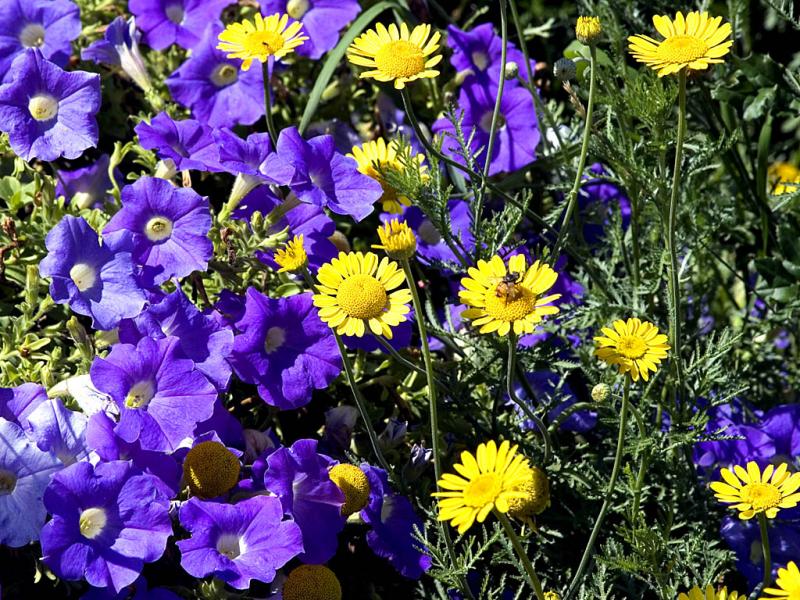Roadside Flowers