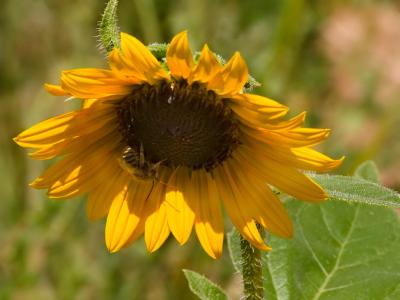 August 3:  Sunflower