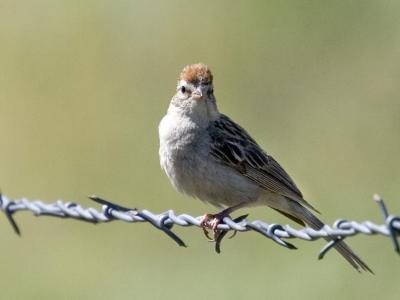 Bird on Fence