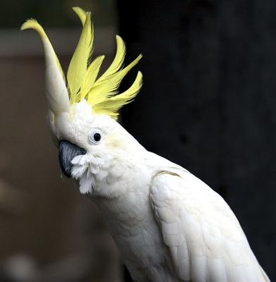 Sulphur-Crested Cockatoo 
