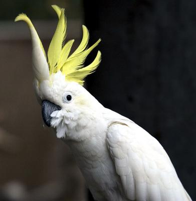 v3/33/376833/3/49053206.SulpherCrestCockatoo.jpg