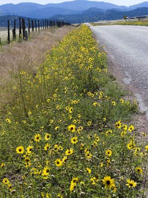 Roadside-Sun-Flowers