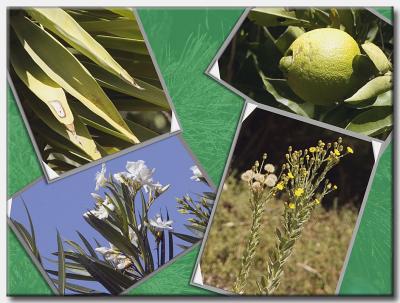 September 26:  Scenes from my backyard