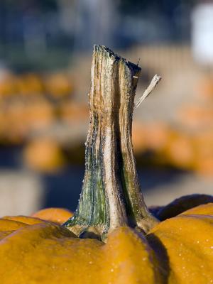 Pumpkin Stem