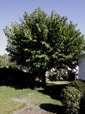 Mulberry Tree.jpg