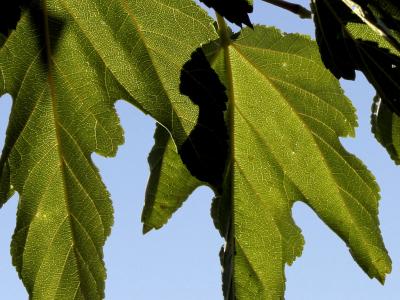 October 19:  Mulberry Leaves