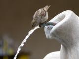 Getting A Drink