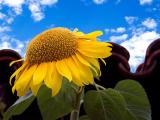 The Sunflower