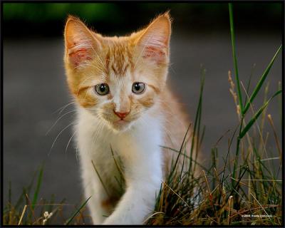 Boris with hunting face