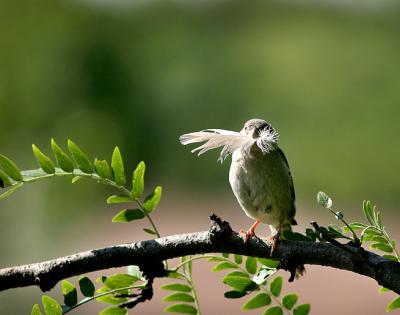 Bird with a feather