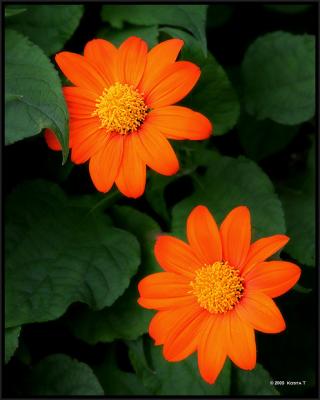 Name this flower