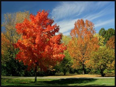 Red Maple