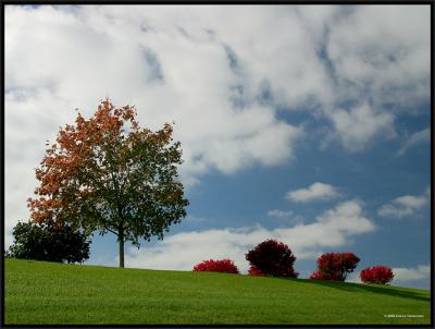 Autumn Sky