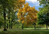 Yellow Tree