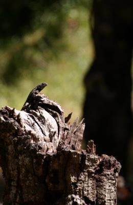 Sunbather