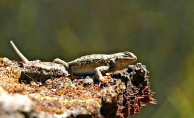 I'm top lizard