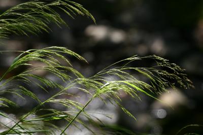 Windblown