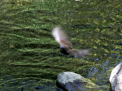 In flight