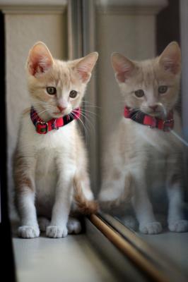 Reflective Kitten