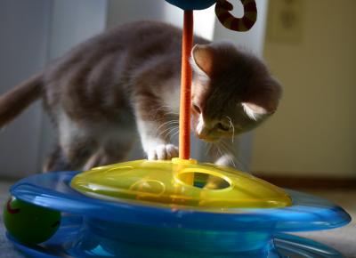 15 minutes of a busy kittens life