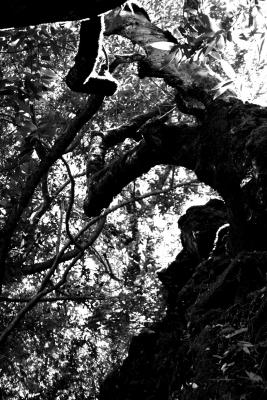 Backlit Oak