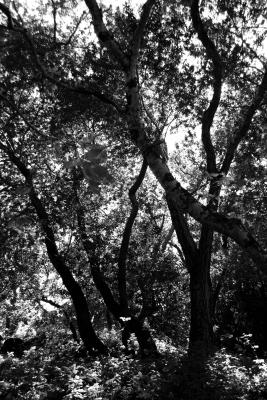 Sun & Shadows