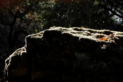 Another mossy boulder