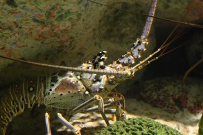 aquarium_of_the_americas