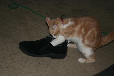 Kittens05