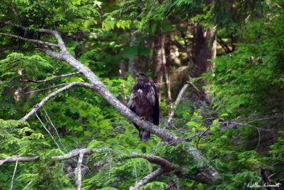 Juvenile Bald Eagle