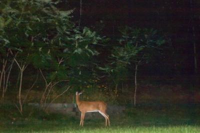 Backyard Deer