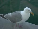 I know, another Seagull