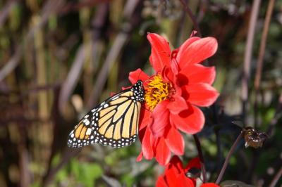 030927-Jardin botanique-01.JPG