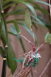 D. kingianum (1 year old keiki)