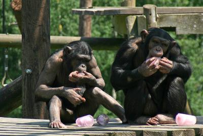 02 Monkey World.jpg
