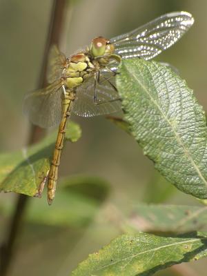 Female or Teneral Male Common Darter
