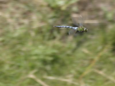Male Emperor Dragonfly (Anax Imperator)