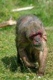 05 Monkey World.jpg